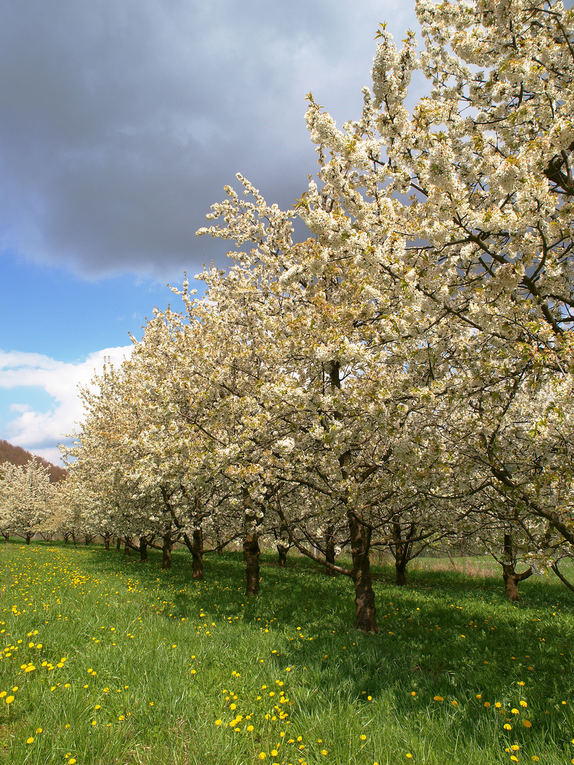 Kirschblüte