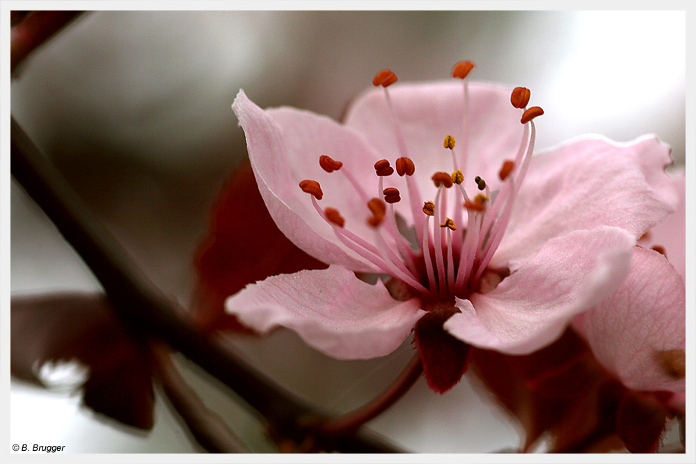 Kirschblüte