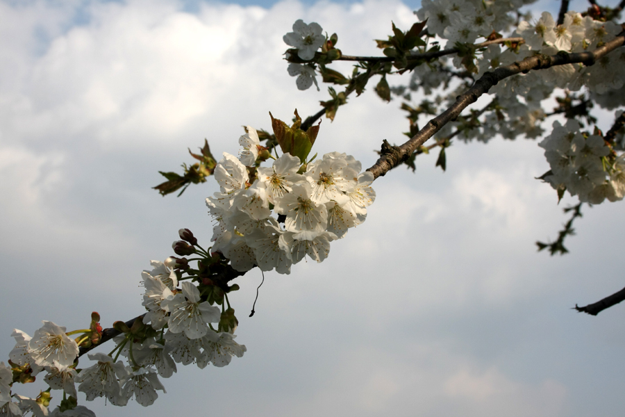 Kirschblüte