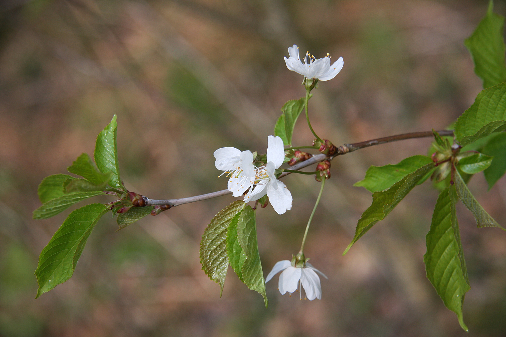 Kirschblüte