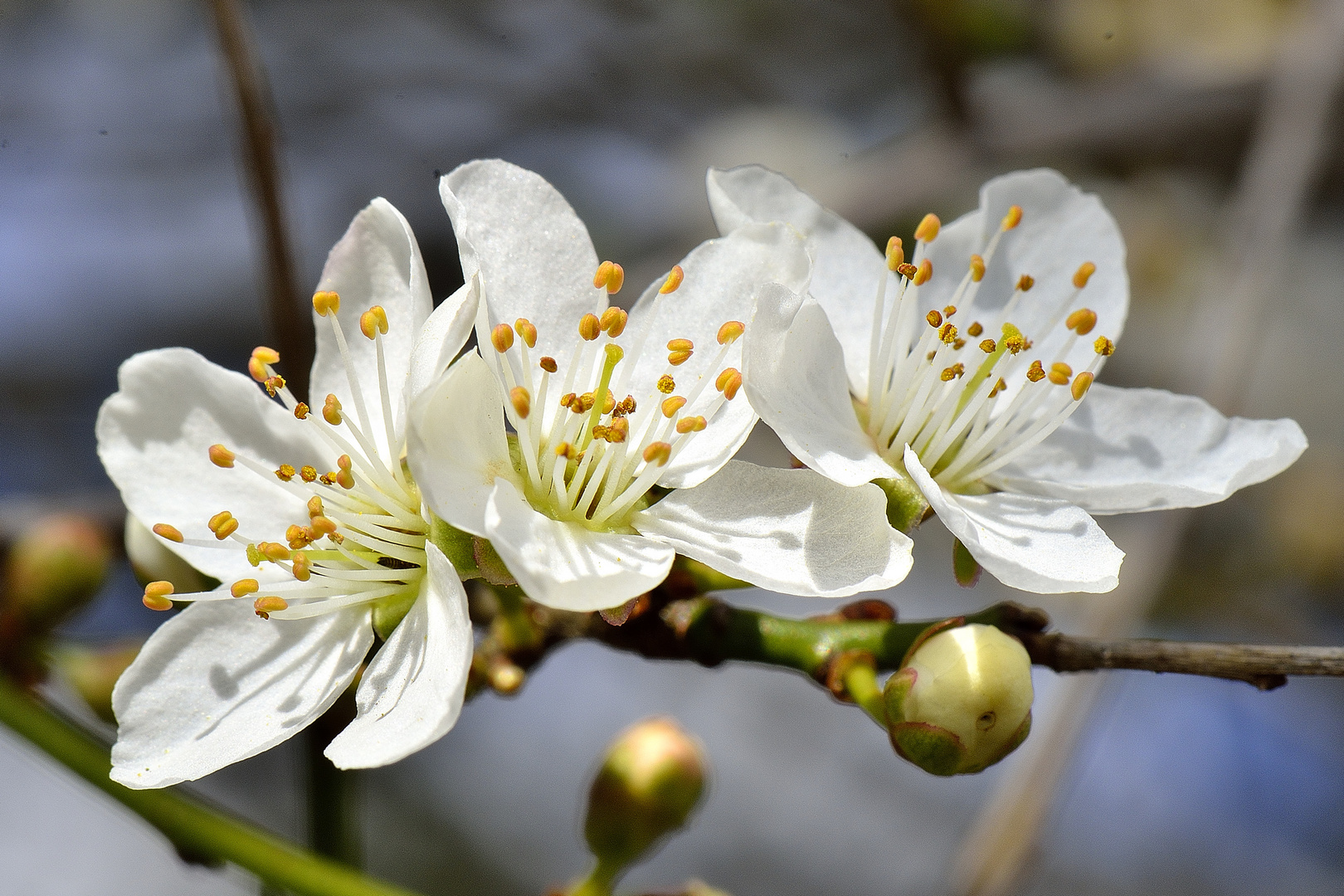 Kirschblüte