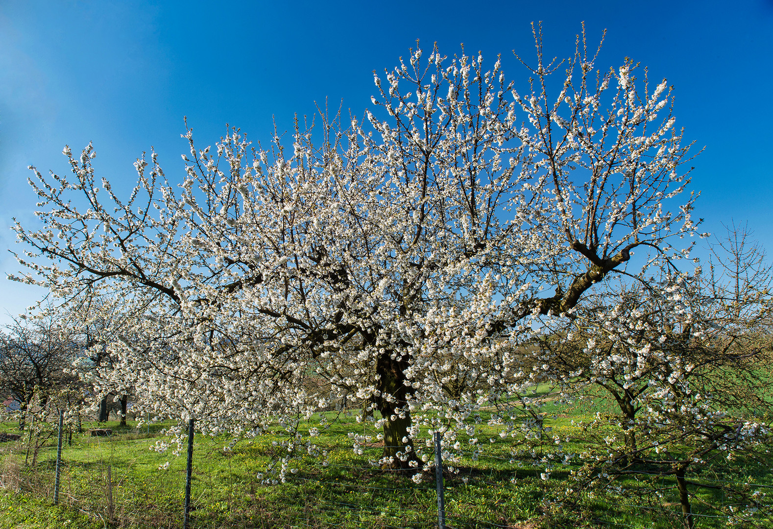 Kirschblüte 2