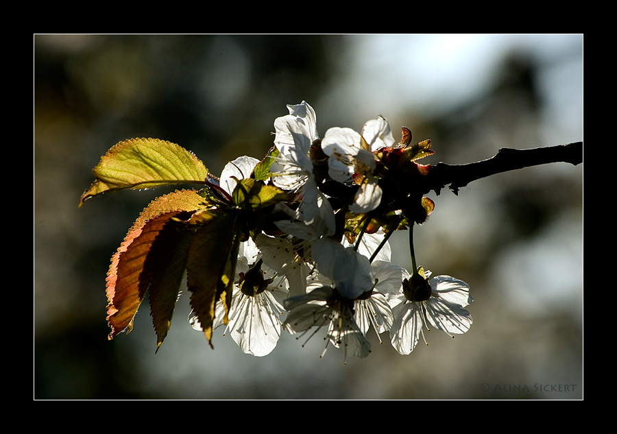 Kirschblüte #2