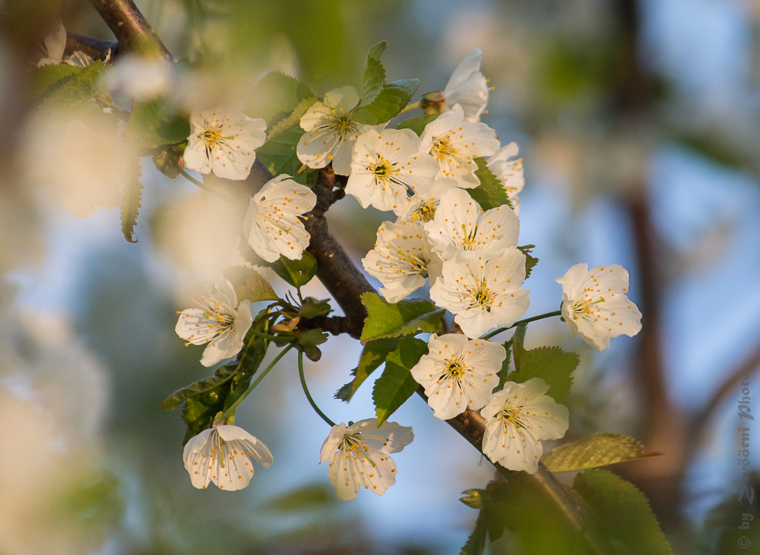 Kirschblüte 2