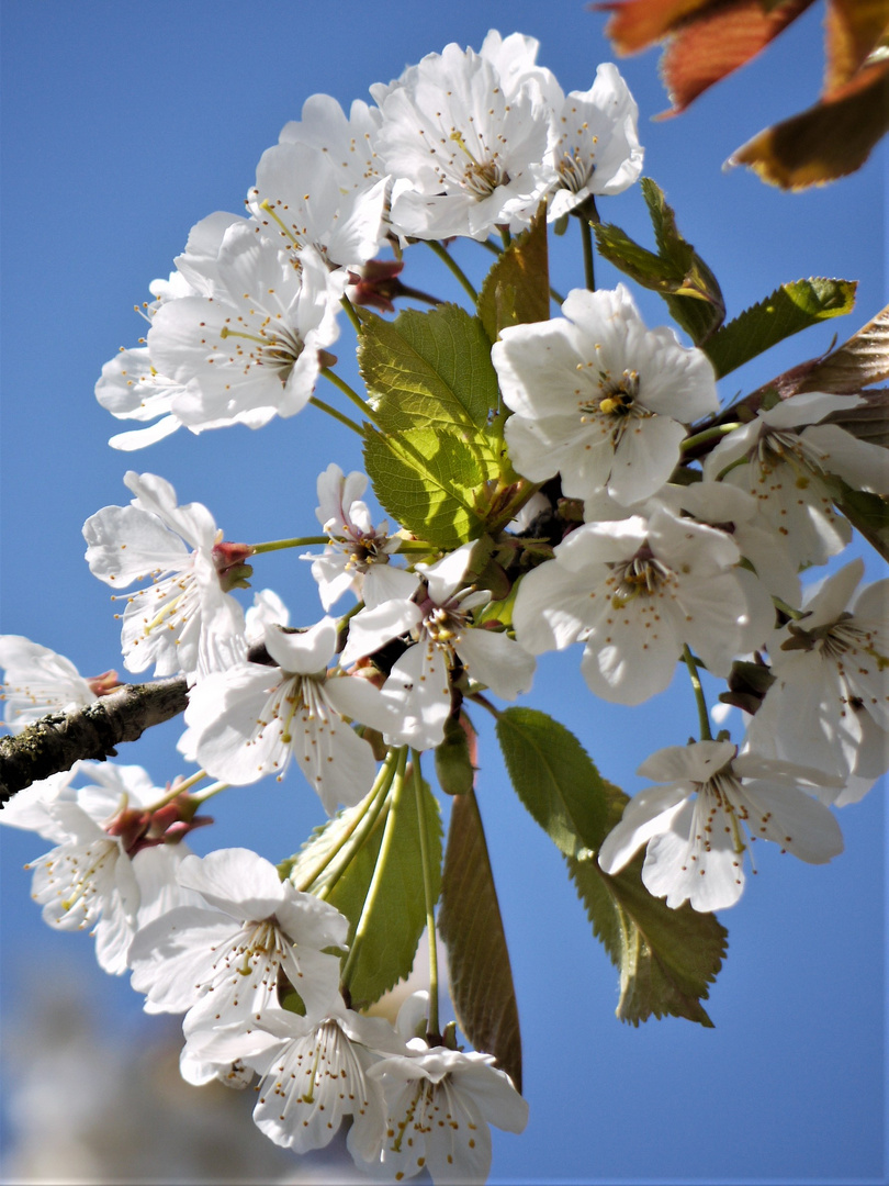 Kirschblüte (2)