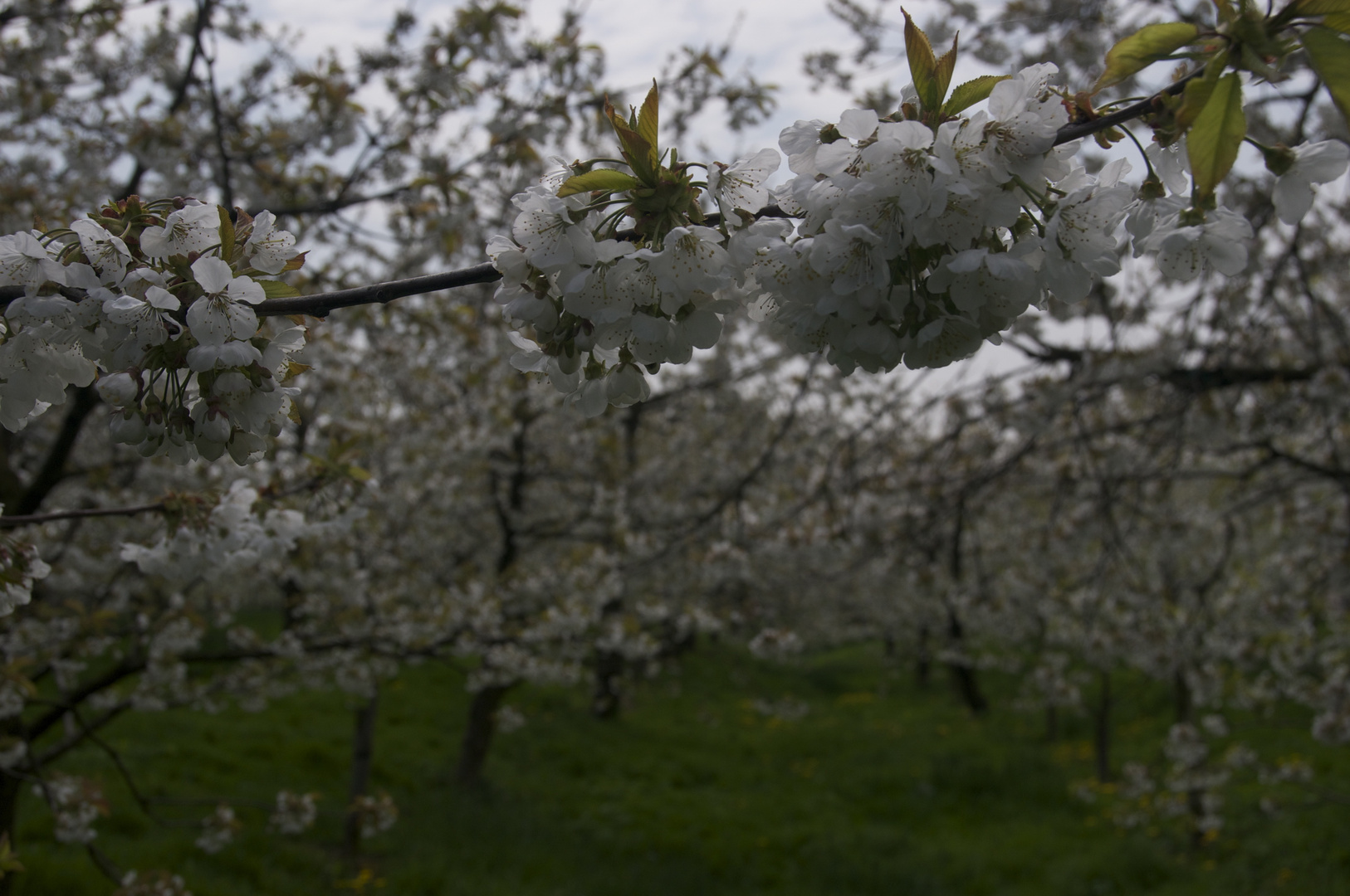 Kirschblüte 2