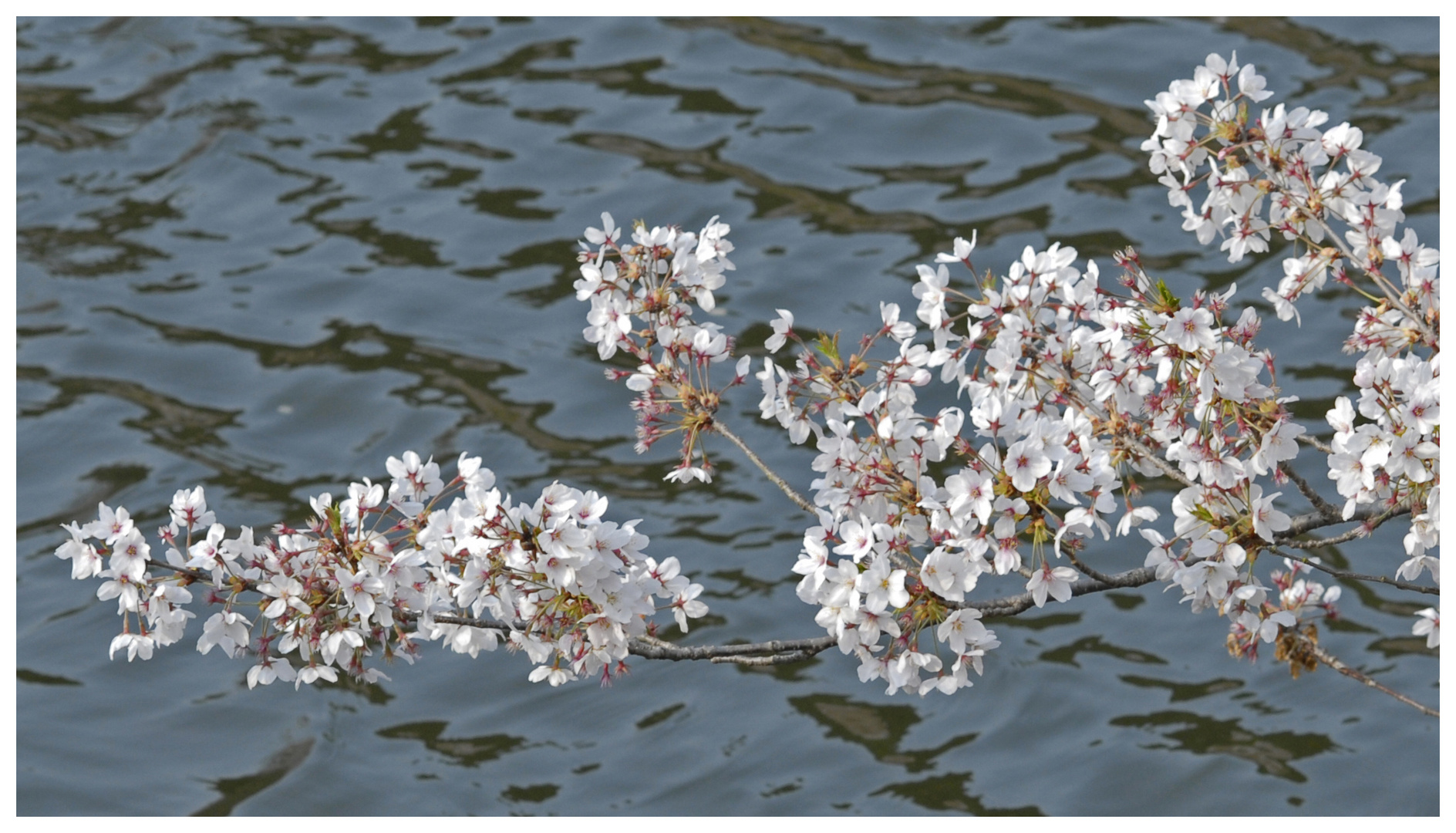 Kirschblüte (2)