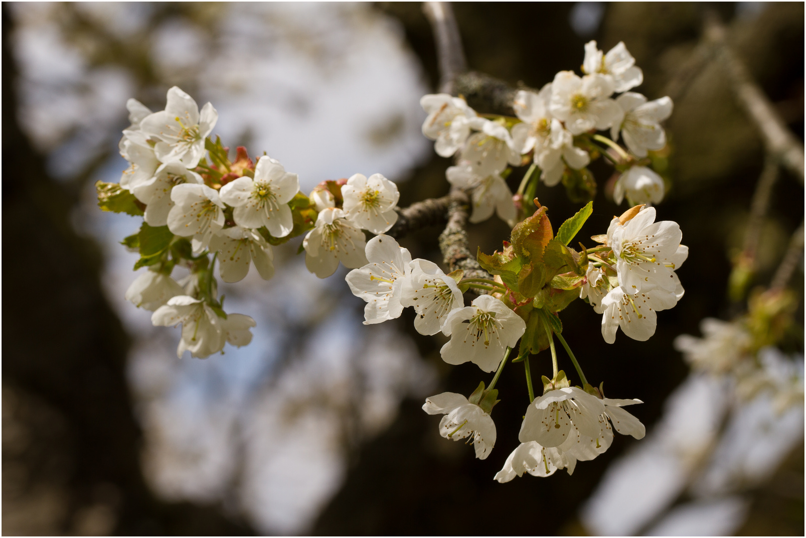 Kirschblüte 2