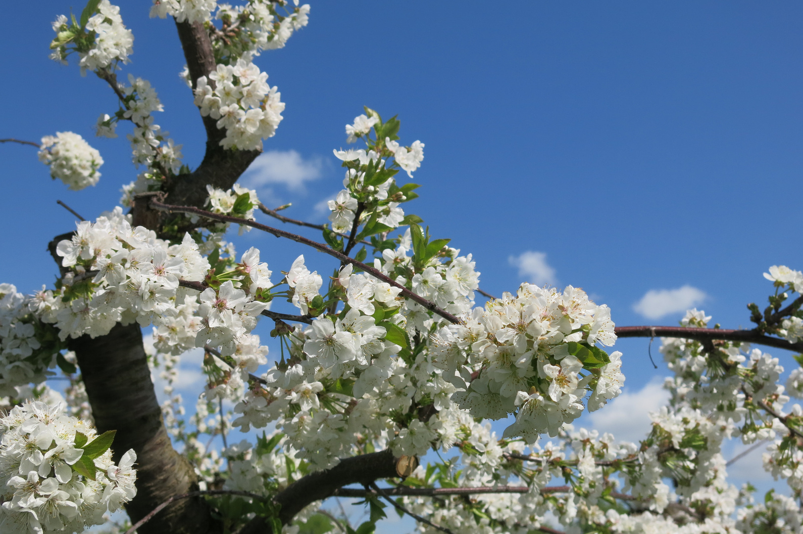 Kirschblüte 2.0