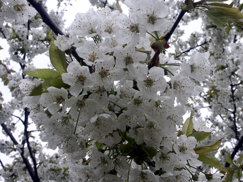 Kirschblüte 2004 in Oberfranken