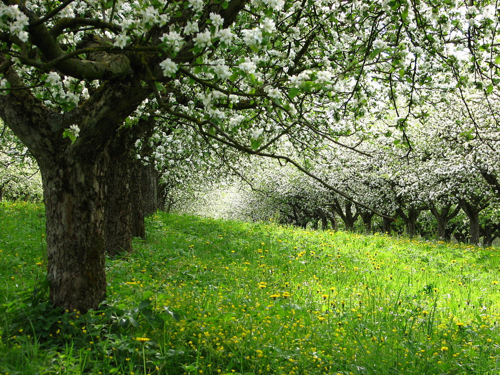 Kirschblüte 2012