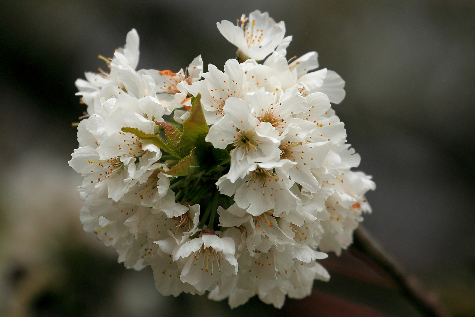 Kirschblüte 2014 #1