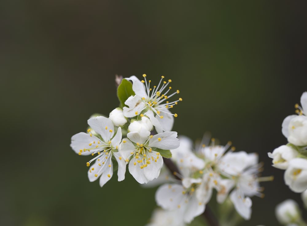 Kirschblüte 2016