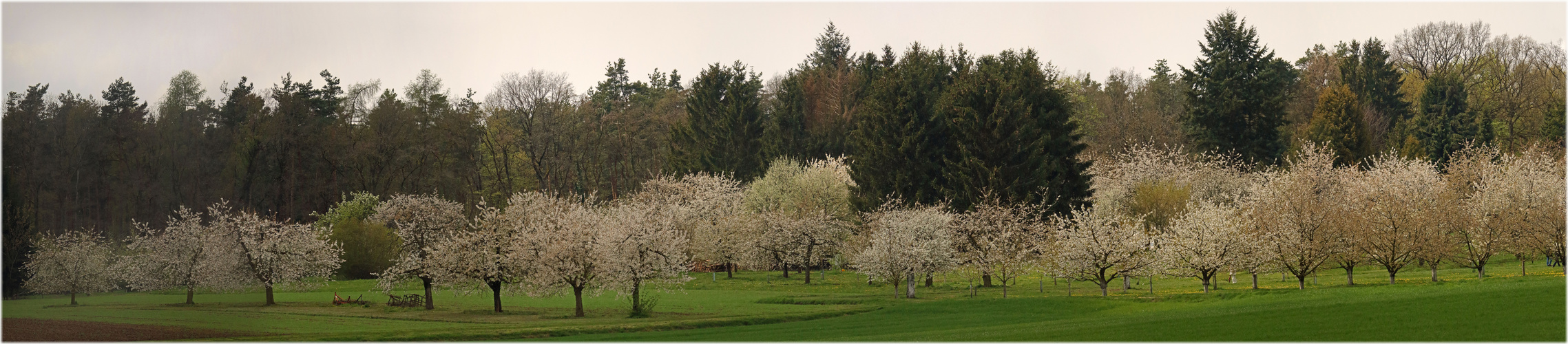 KIRSCHBLÜTE 2016