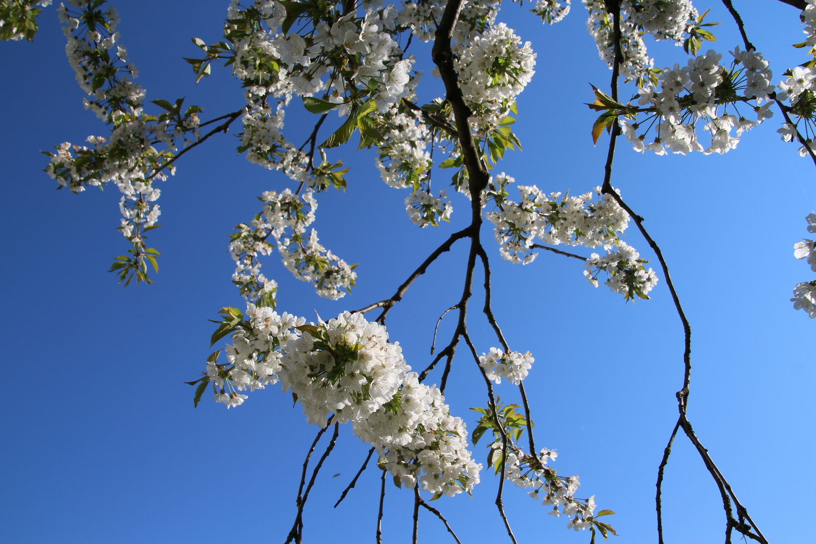 Kirschblüte 2016