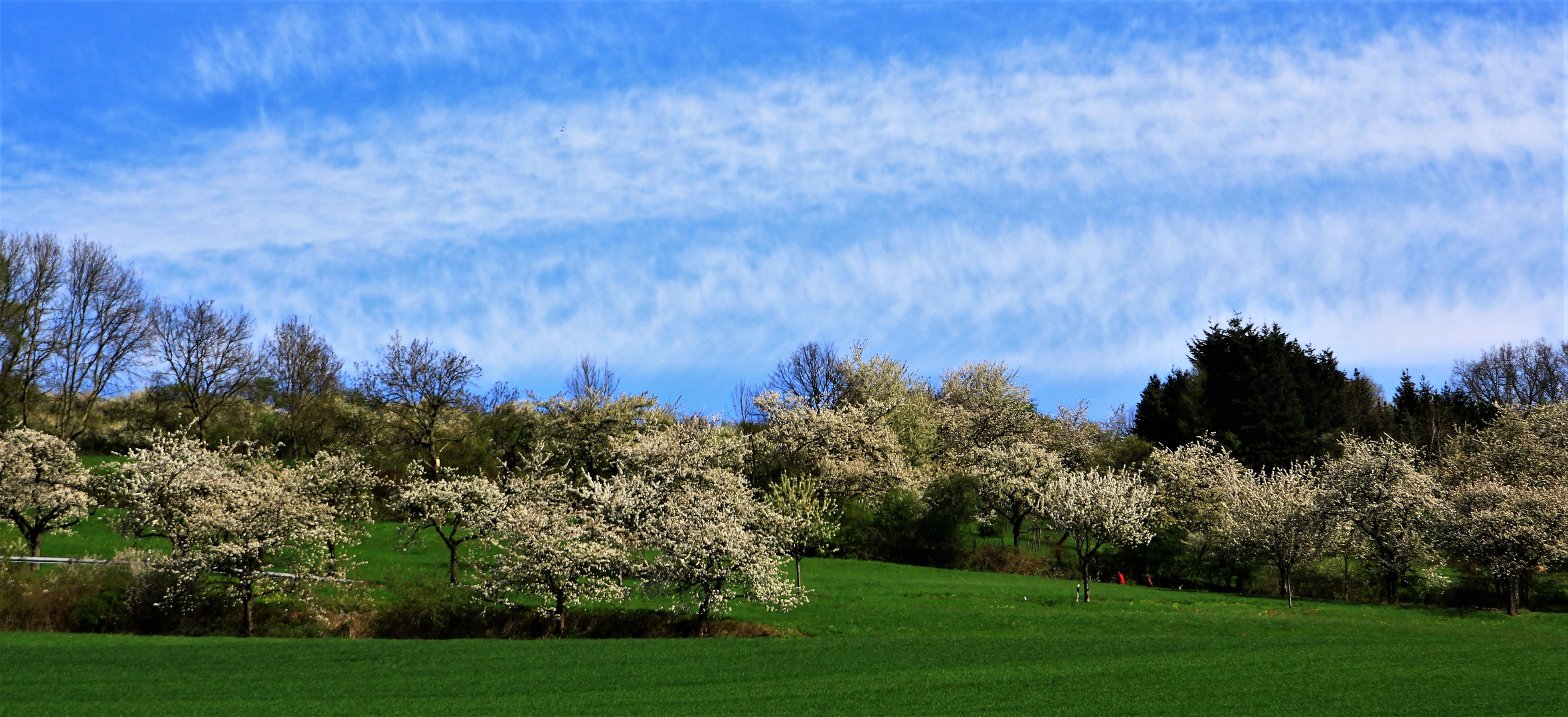 Kirschblüte 2017