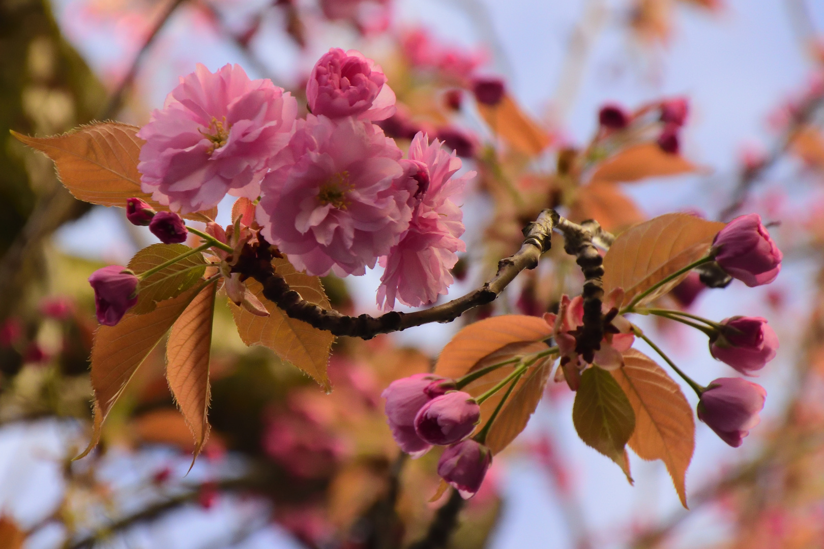 Kirschblüte 2017 in Bonn