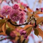 Kirschblüte 2017 in Bonn