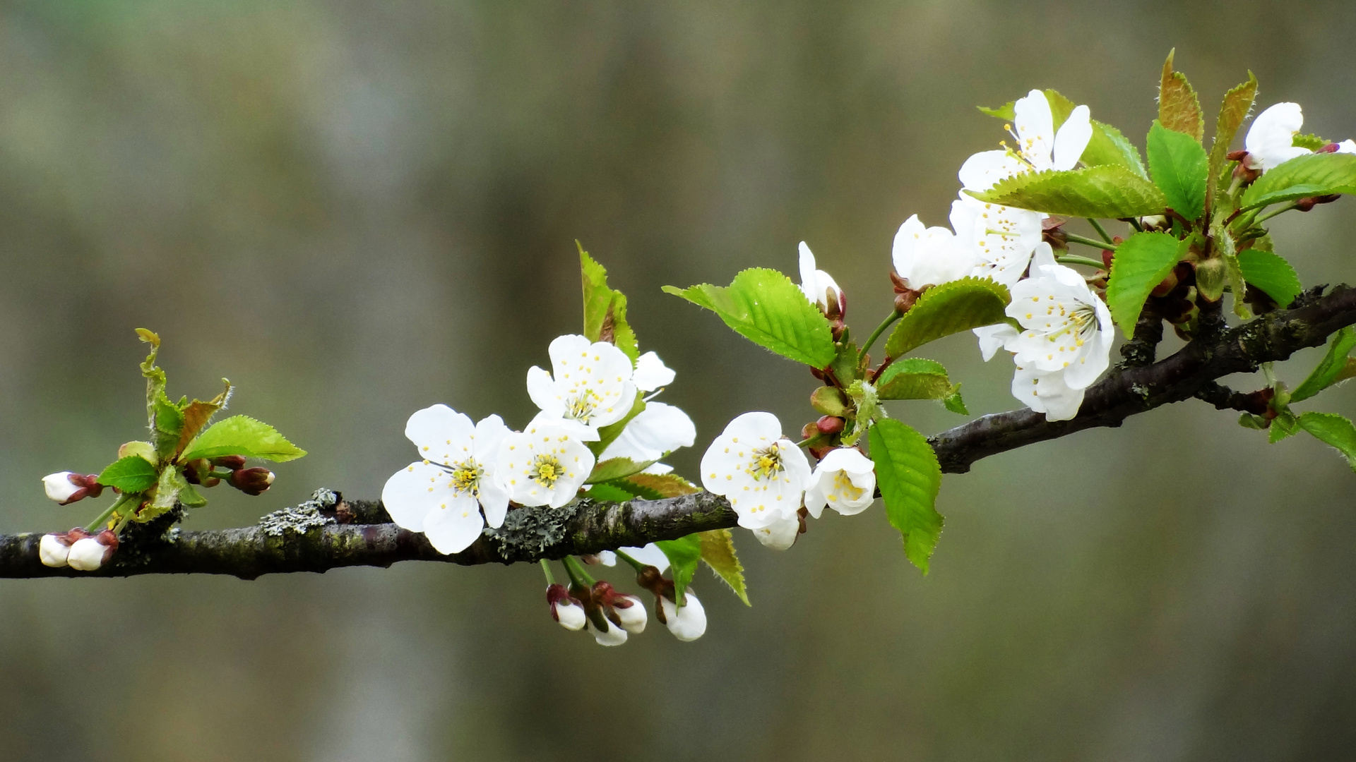 Kirschblüte 2018/1