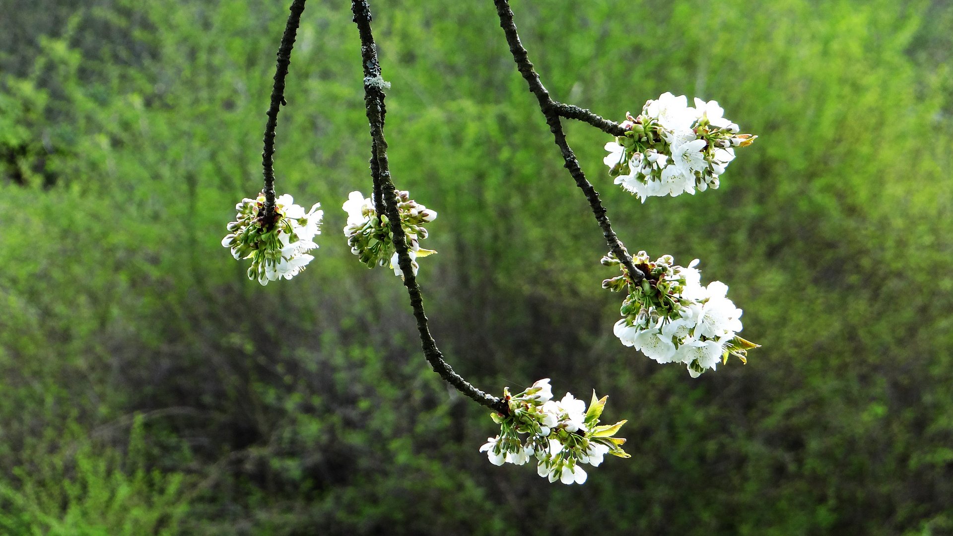 Kirschblüte 2018/2