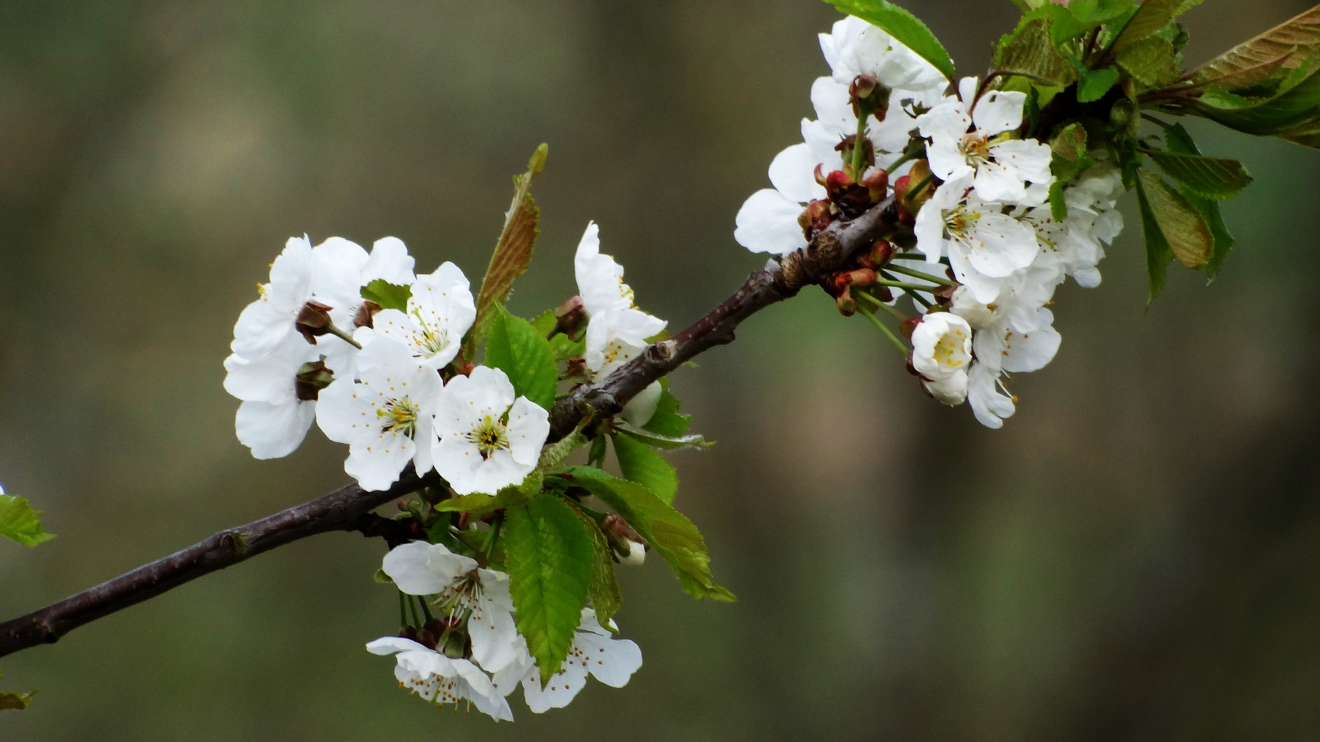 Kirschblüte 2018/3