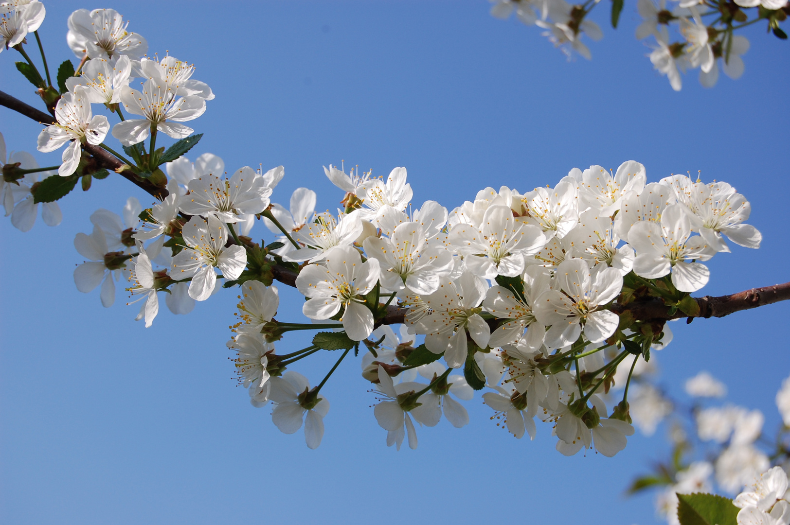 Kirschblüte