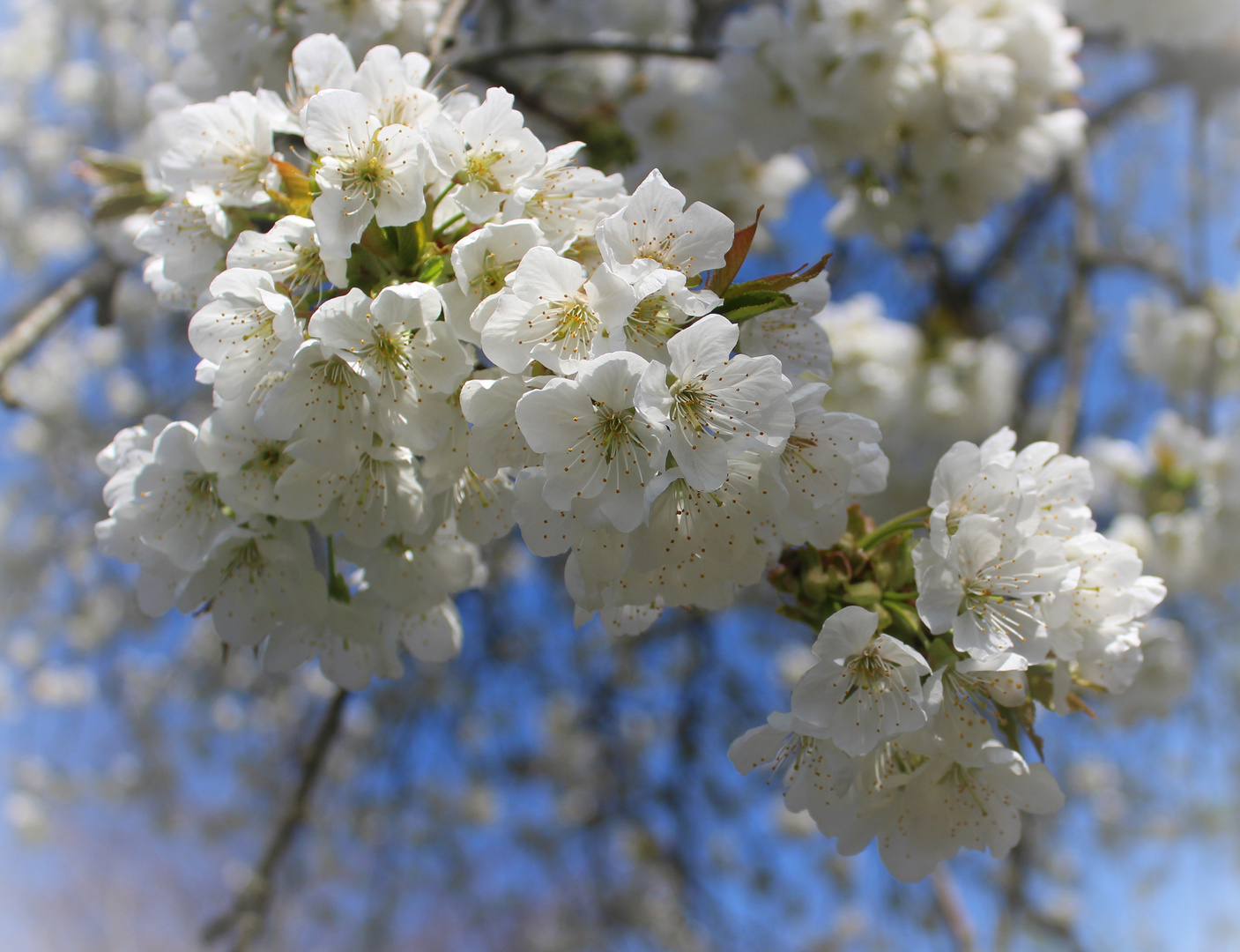 Kirschblüte 2020 ... 