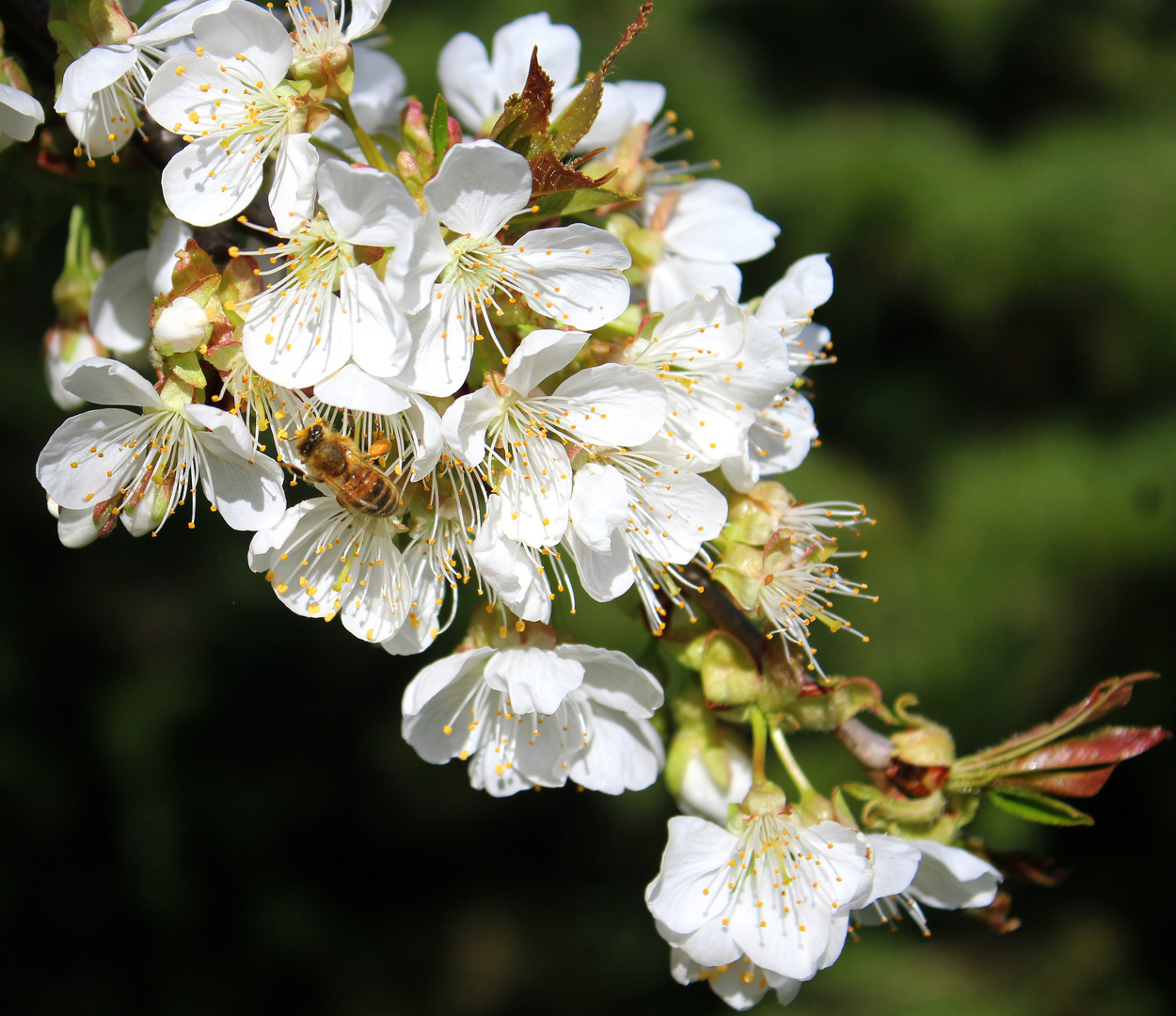 Kirschblüte 2020 .....