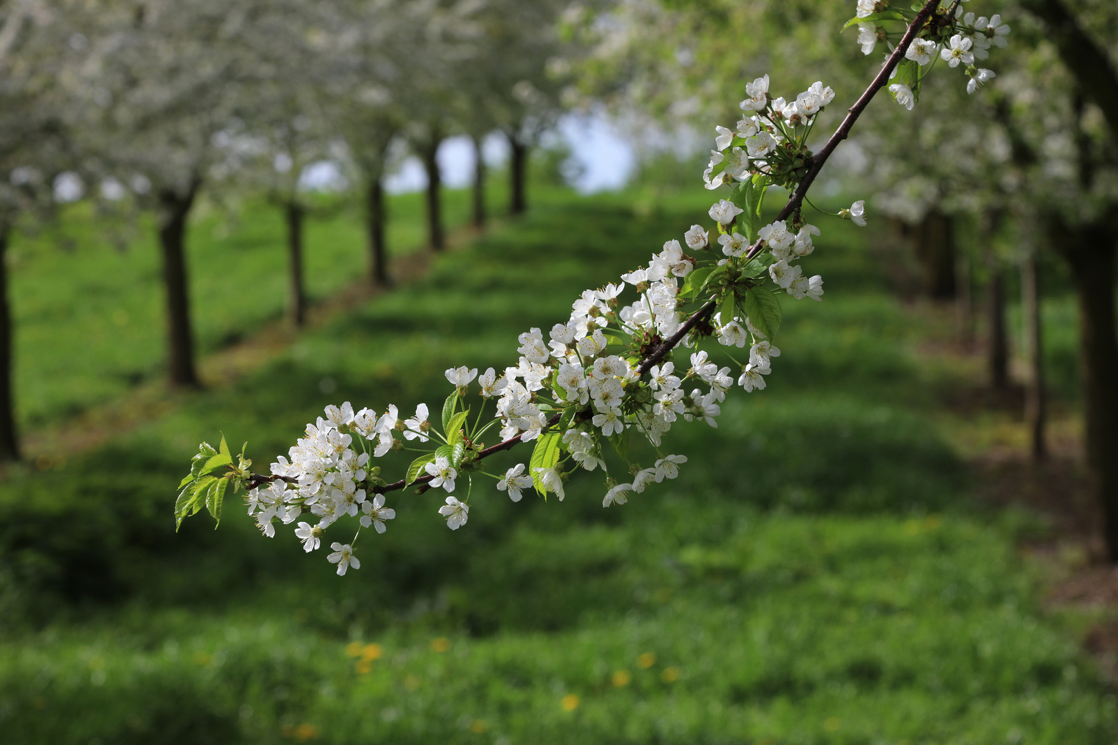 Kirschblüte 2024