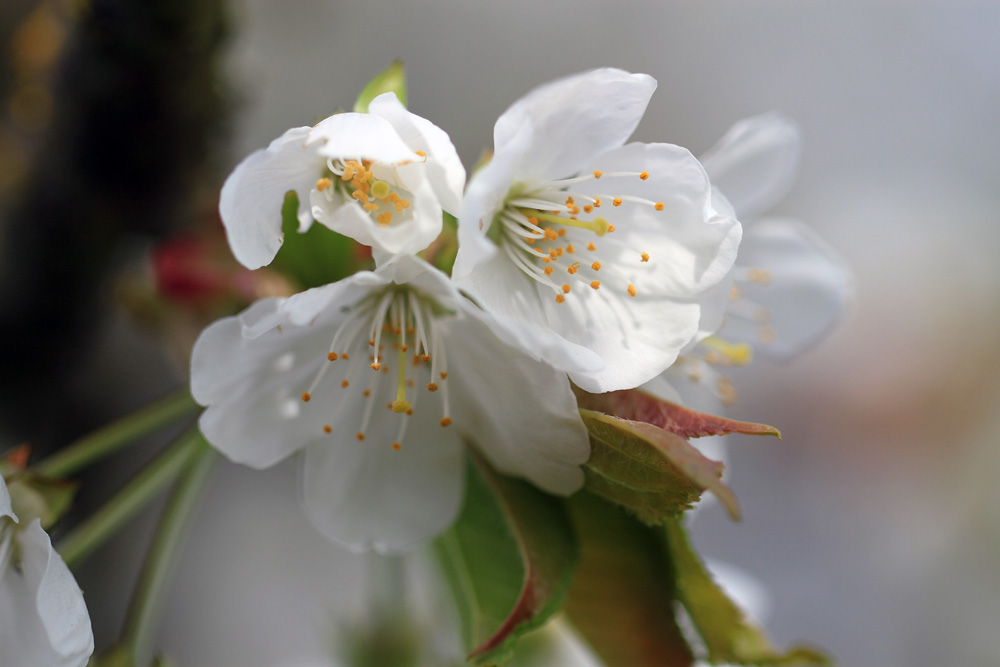 Kirschblüte