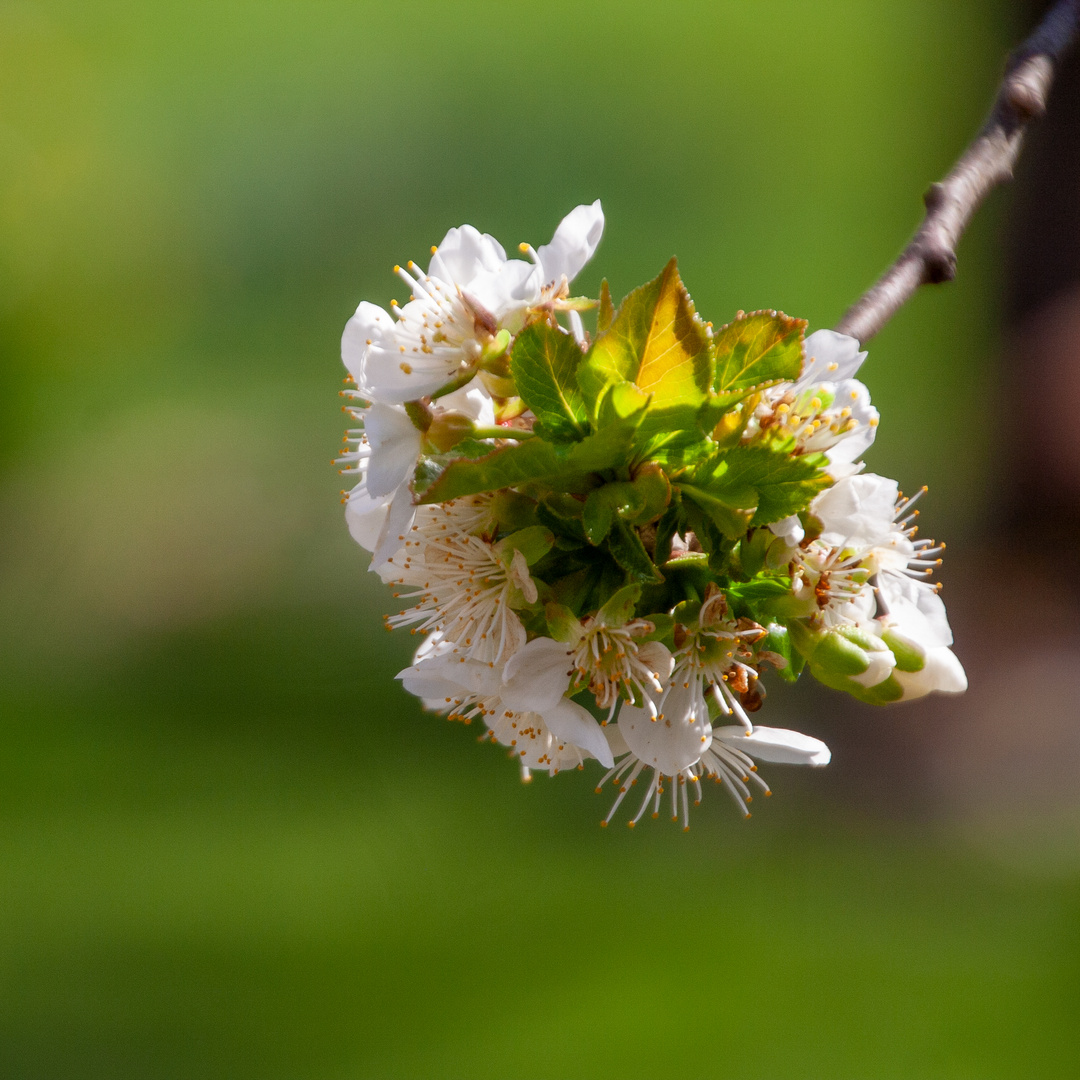 Kirschblüte