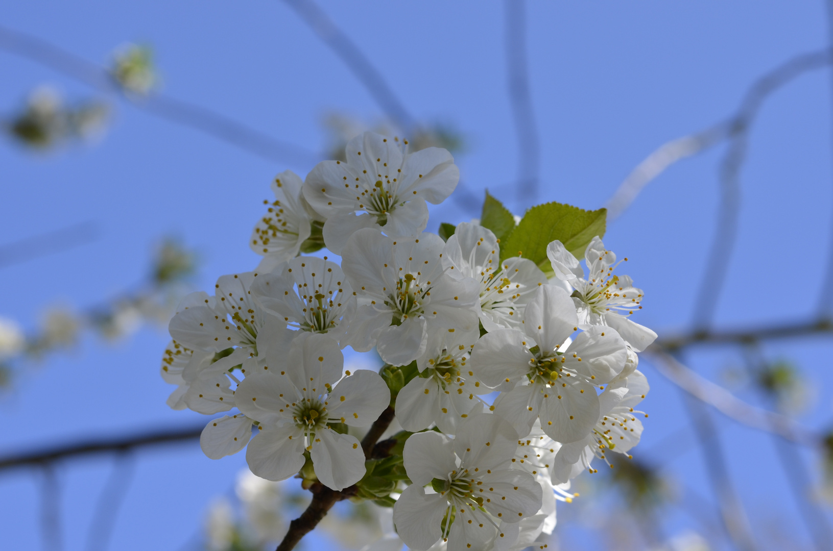 Kirschblüte