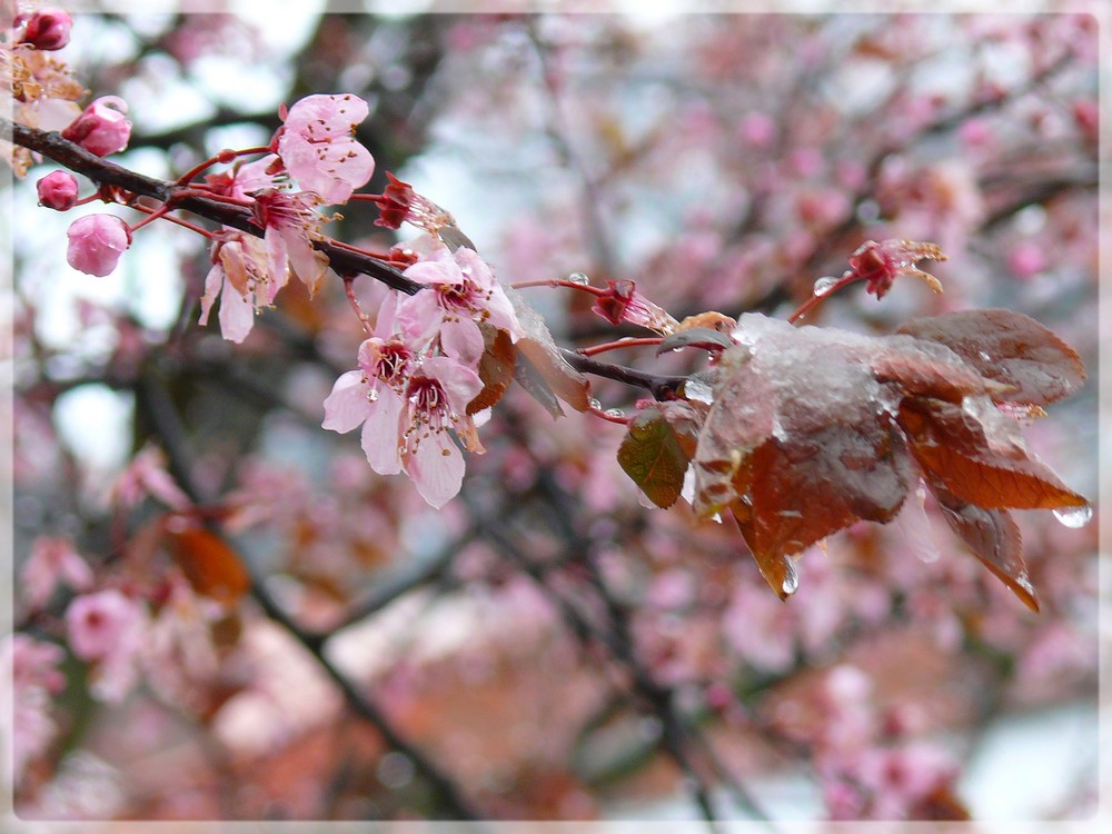 Kirschblüte