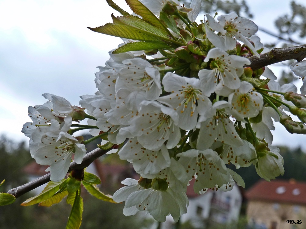 Kirschblüte