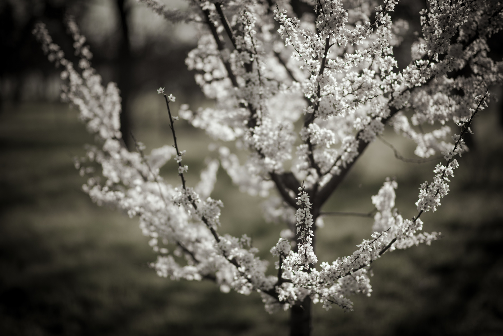 Kirschblüte