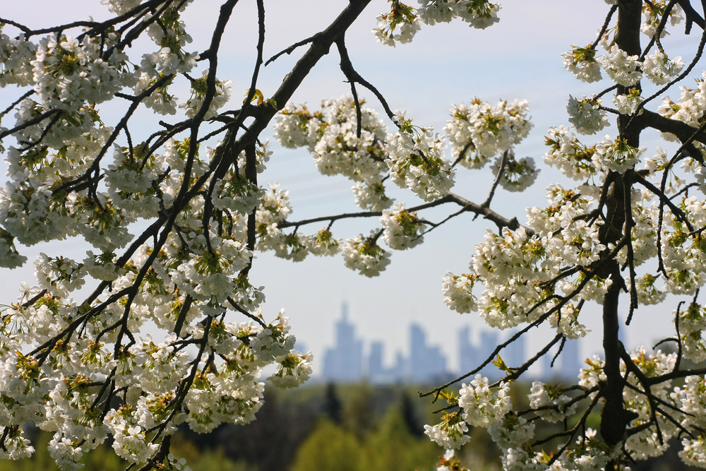 Kirschblüte