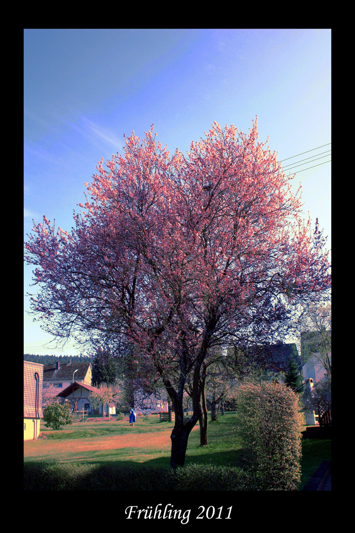 Kirschblüte