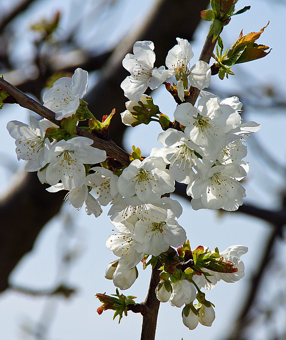 Kirschblüte