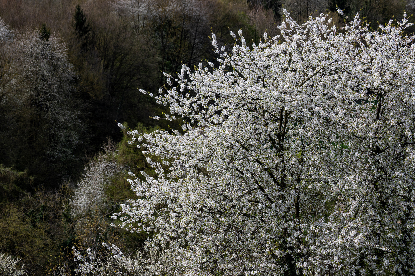 Kirschblüte