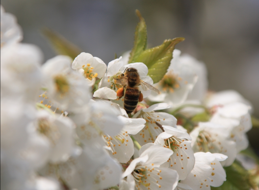 Kirschblüte