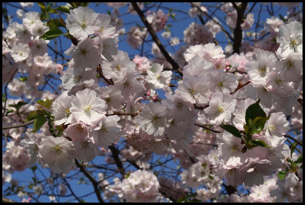 Kirschblüte