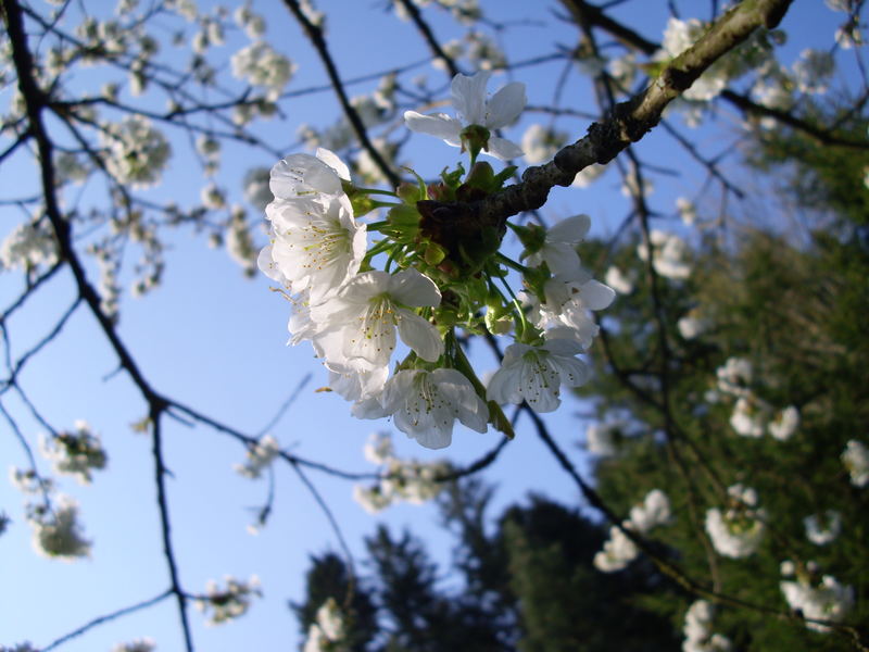 Kirschblüte