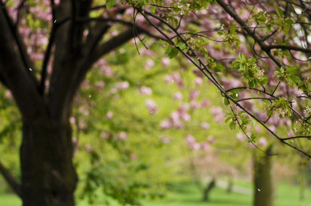 Kirschblüte