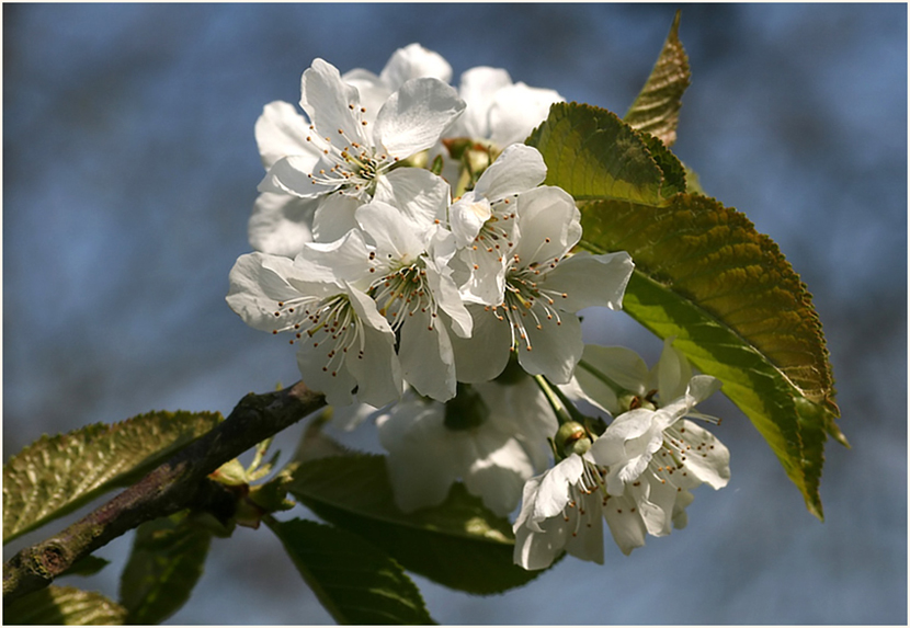 Kirschblüte