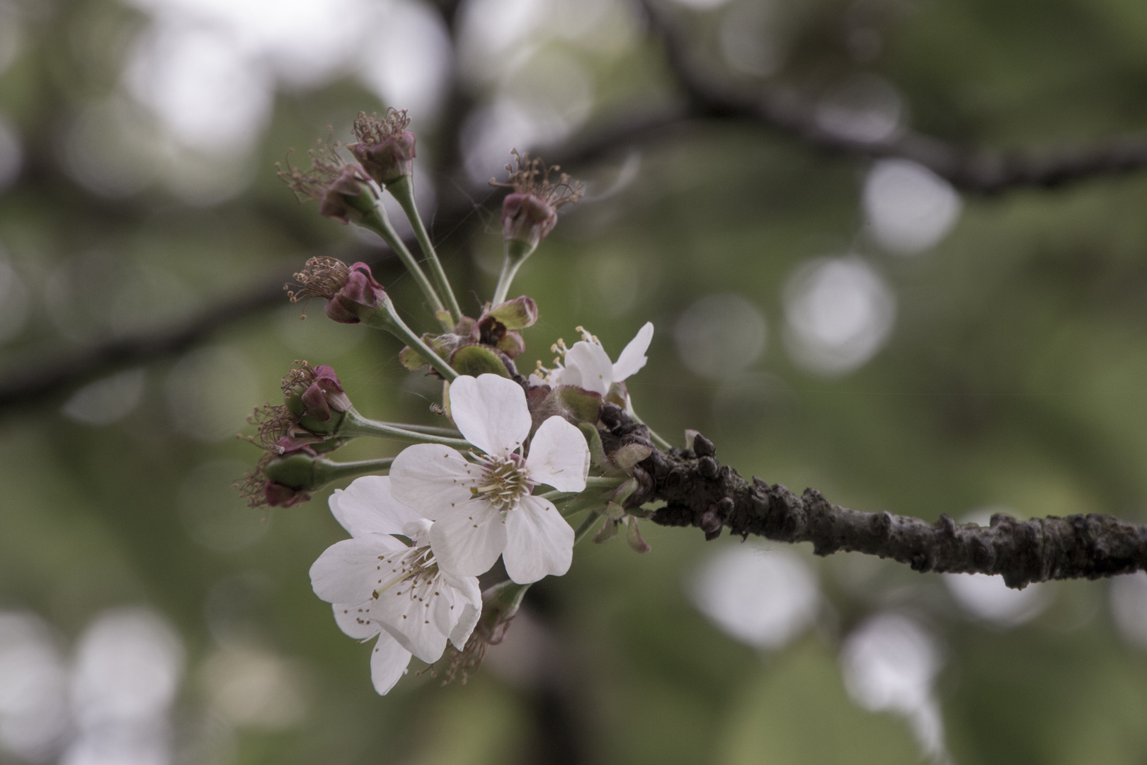 Kirschblüte