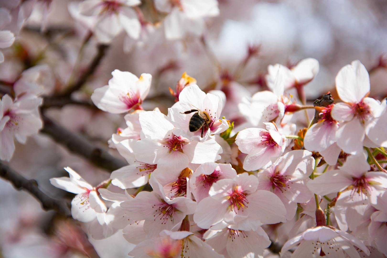 Kirschblüte