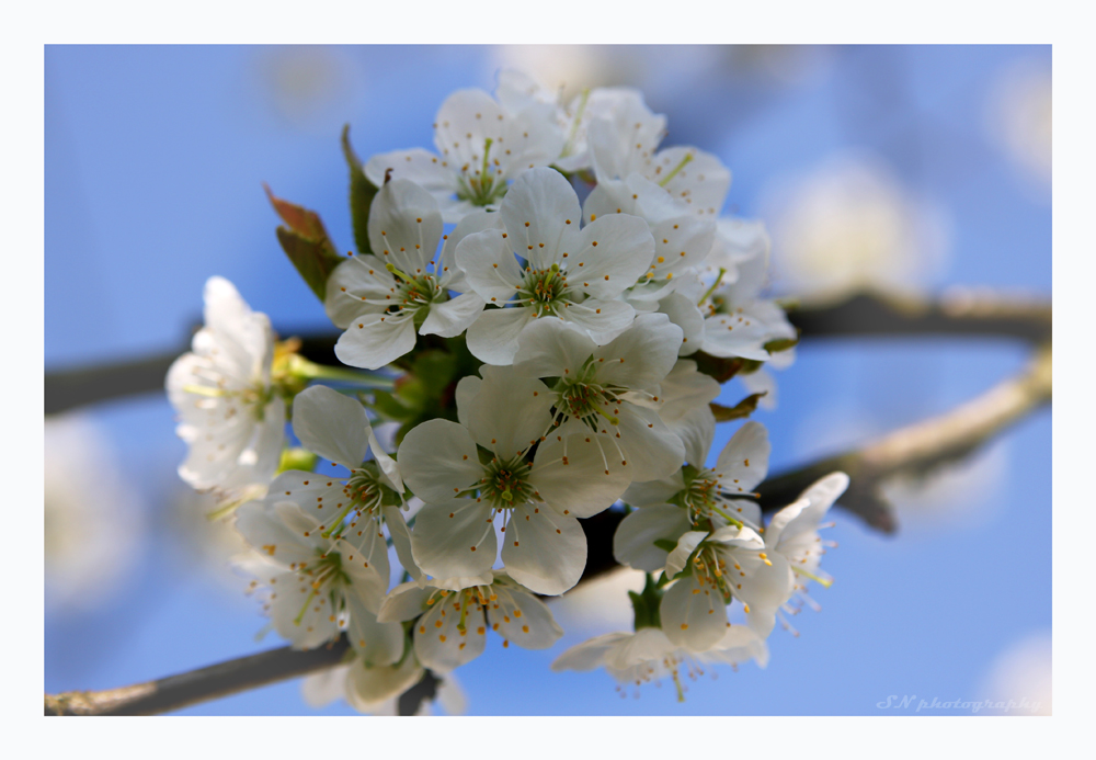 Kirschblüte