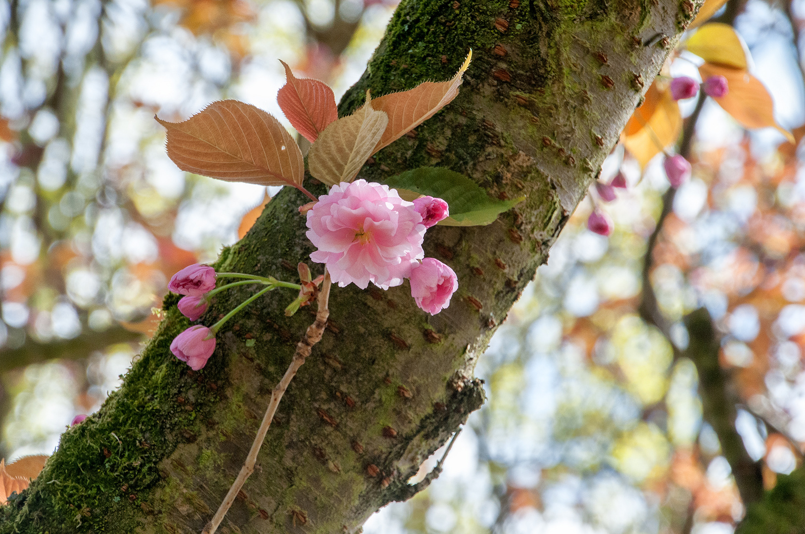 Kirschblüte