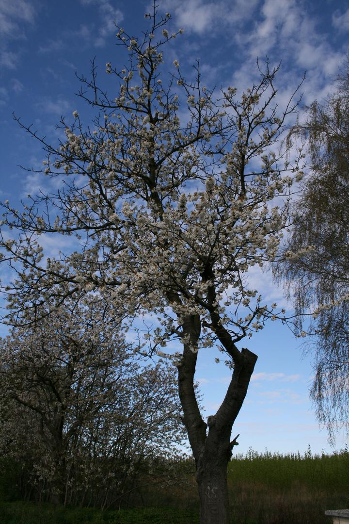 Kirschblüte