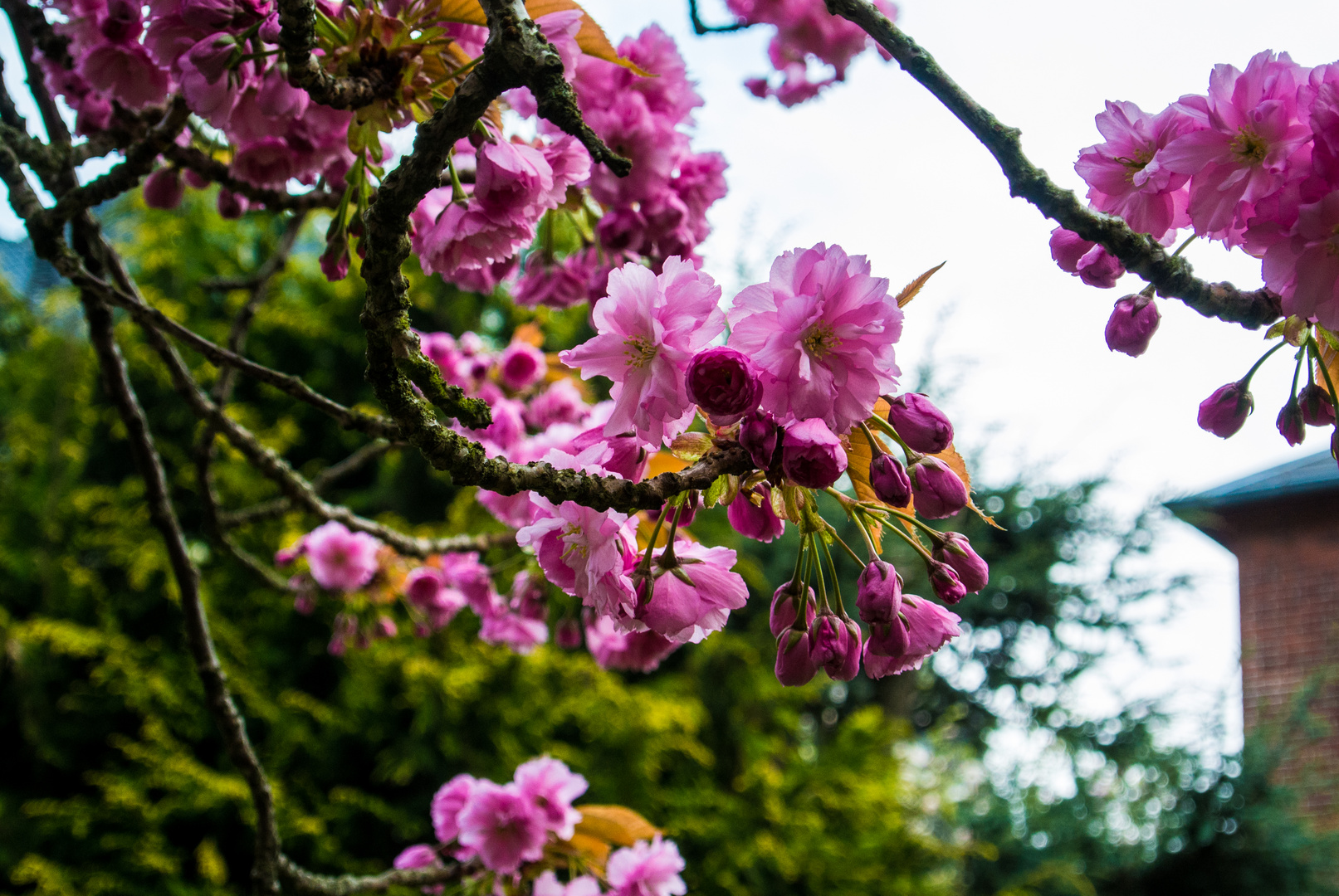 Kirschblüte